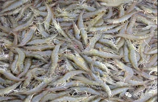 对虾价格低迷,对虾价低迷养殖户如何应对