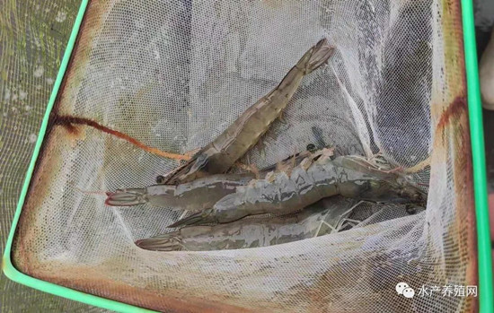 对虾价格低迷,对虾价低迷养殖户如何应对