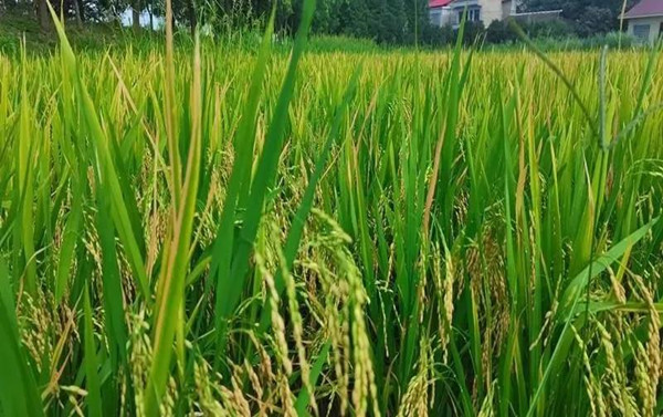 寻找中国最美大米产区,南县稻虾米官网