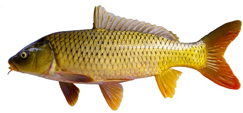 鲤鱼有多大的力气,鲤鱼在水里有多大力量