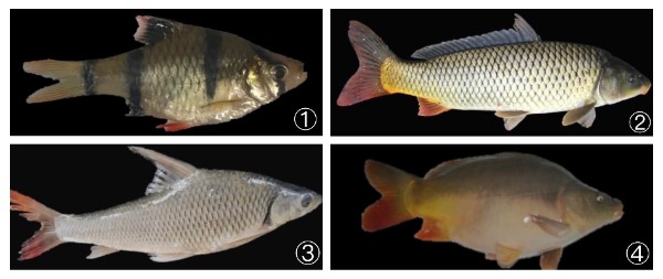 鲤鱼有多大的力气,鲤鱼在水里有多大力量