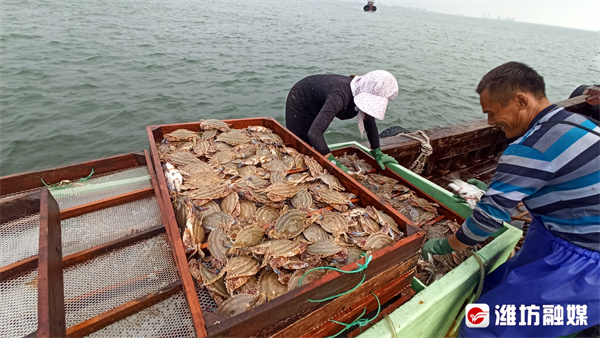 金秋十月稻谷满仓丰收的喜悦,丰收季节鱼满仓