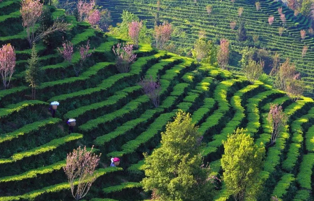 中国十大强镇排名广西,广西最有实力城市排名