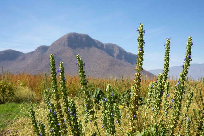 安利雅姿宏邦奇亚视频,雅姿宏邦奇亚系列焕活紧致方案