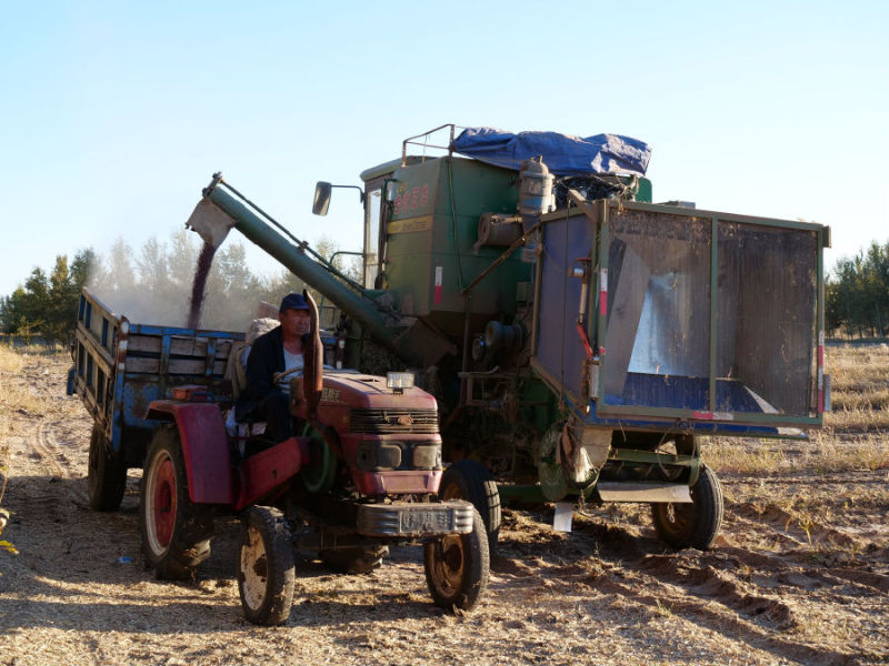 内蒙古自治区玉米丰收,内蒙古粮食丰收实现开门红