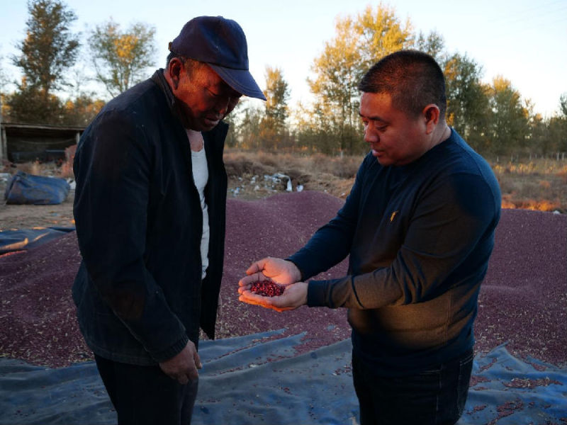 内蒙古自治区玉米丰收,内蒙古粮食丰收实现开门红