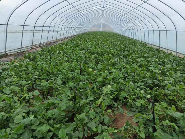 天津武清水果萝卜“远嫁”静宁