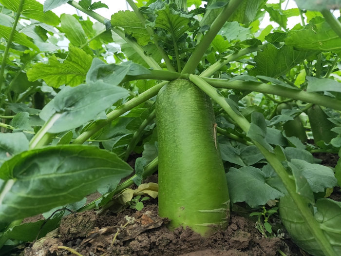 天津武清水果萝卜“远嫁”静宁