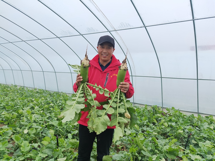 天津武清水果萝卜“远嫁”静宁