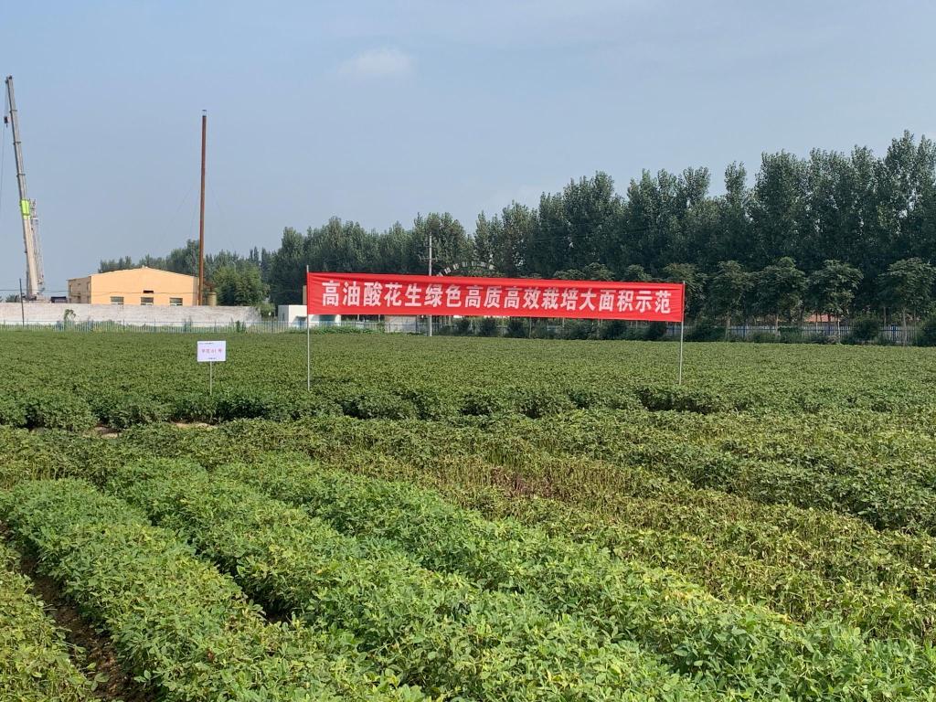 高油酸花生原种,高油酸花生种子真的好吗