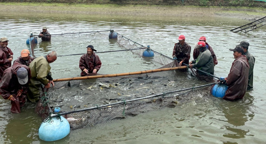 鱼跃百姓“致富门”丨江苏南通如皋小黑鱼如何游出“黄金”产业链