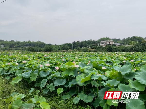 天元区:盘活集体经济闯出发展新路