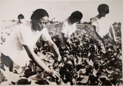 陕西渭南红色故事大全,渭南红色档案图片