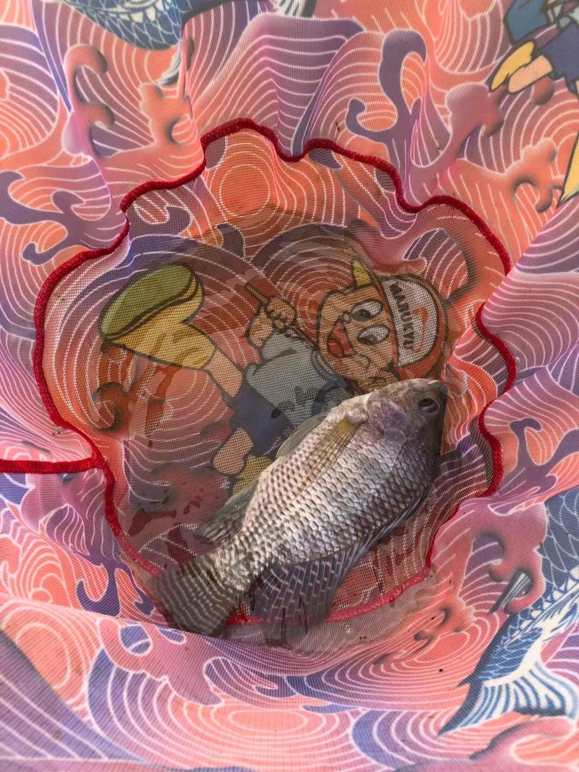 姐姐转战多个水库，鲮鱼爆护，豆豉鲮鱼不吃却拉回一麻袋有毒木薯