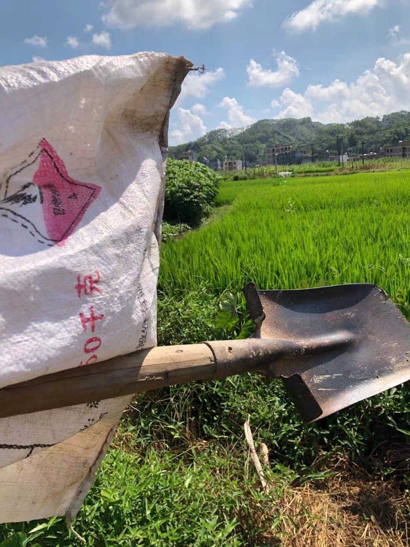 姐姐转战多个水库，鲮鱼爆护，豆豉鲮鱼不吃却拉回一麻袋有毒木薯