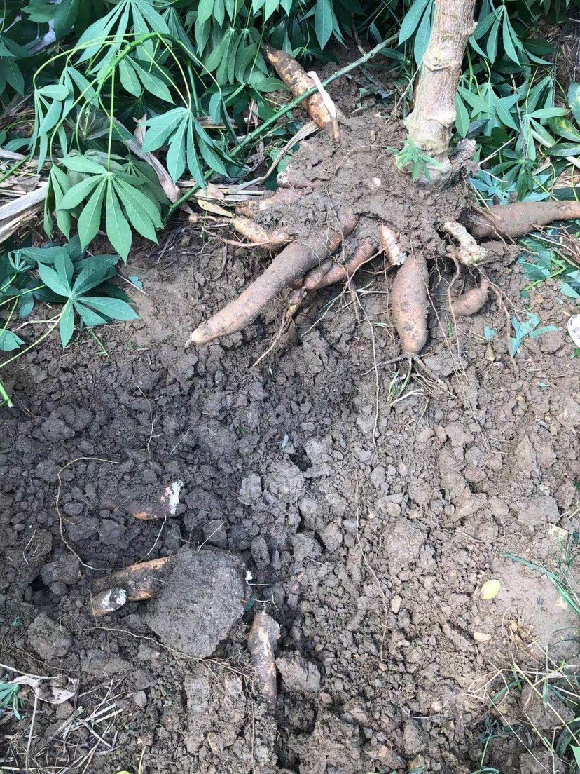 姐姐转战多个水库，鲮鱼爆护，豆豉鲮鱼不吃却拉回一麻袋有毒木薯