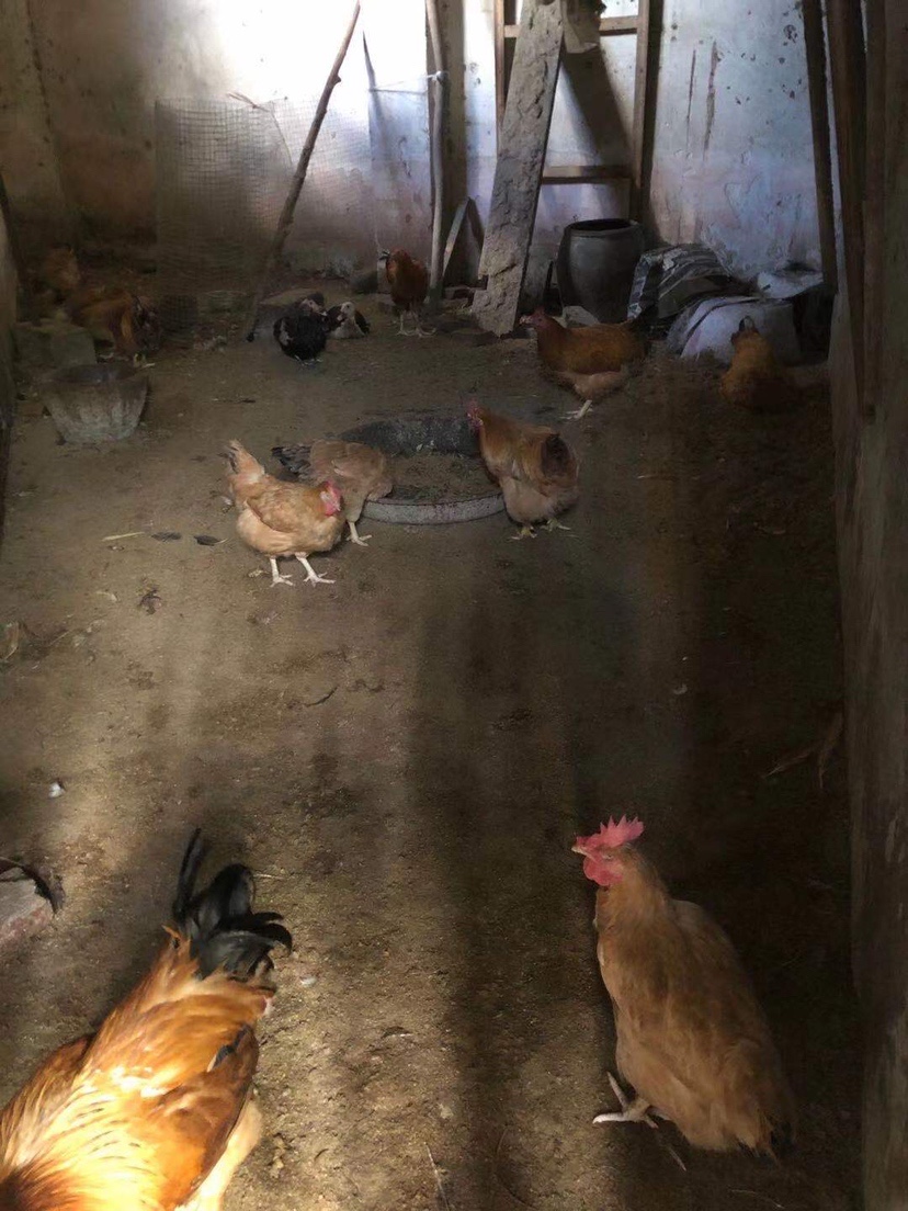 姐姐转战多个水库，鲮鱼爆护，豆豉鲮鱼不吃却拉回一麻袋有毒木薯