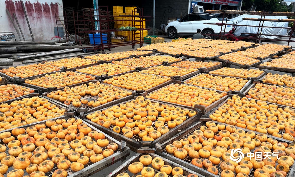 恭城柿子节天气,广西桂林恭城新鲜柿饼