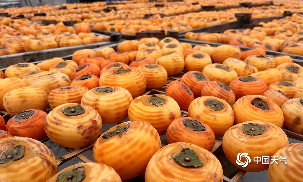 恭城柿子节天气,广西桂林恭城新鲜柿饼