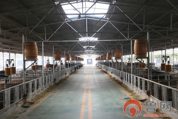 山东淄博高青县黑牛,山东高青县黑牛