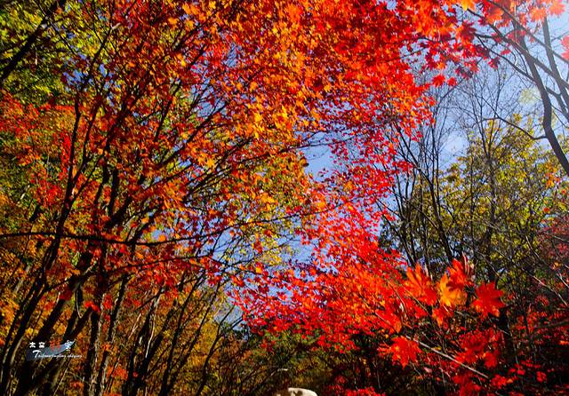 寒露已过秋风凉,寒露已过