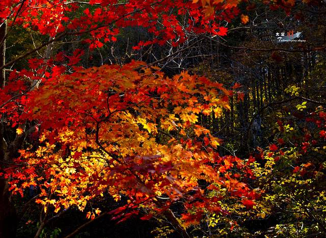 寒露已过秋风凉,寒露已过