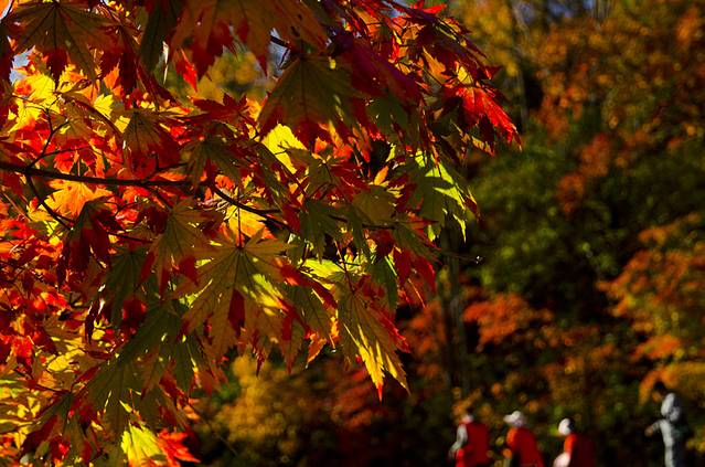 寒露已过秋风凉,寒露已过