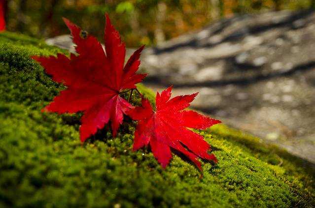 寒露已过秋风凉,寒露已过
