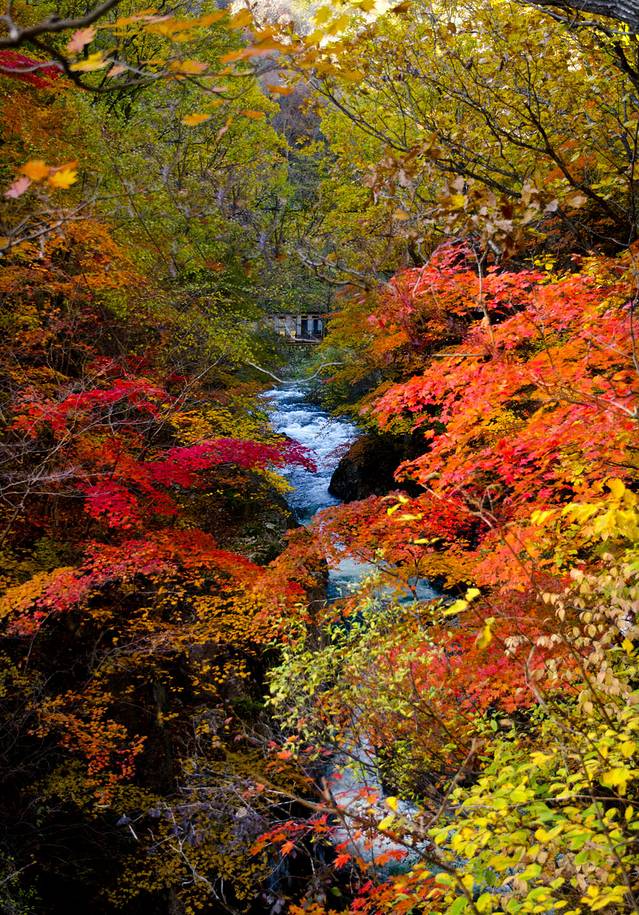 寒露已过秋风凉,寒露已过