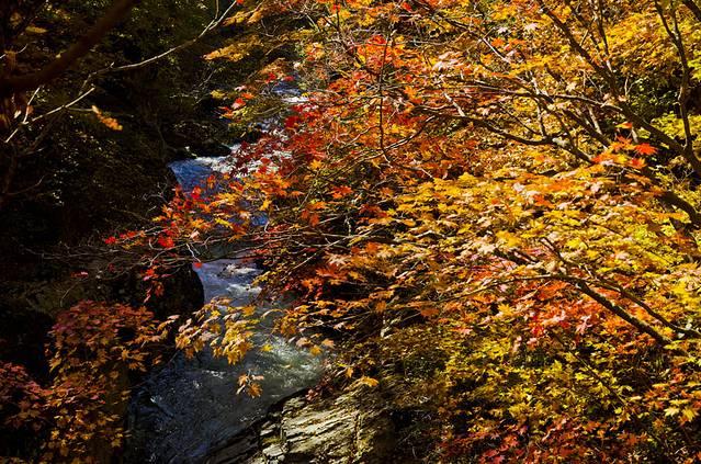 寒露已过秋风凉,寒露已过