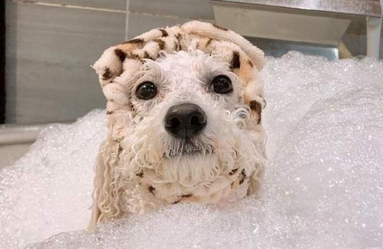 阿拉斯加犬洗澡后烘干中暑,阿拉斯加犬中暑死亡