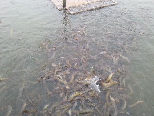 泥鳅养殖需要注意事项,泥鳅养殖技术及注意事项