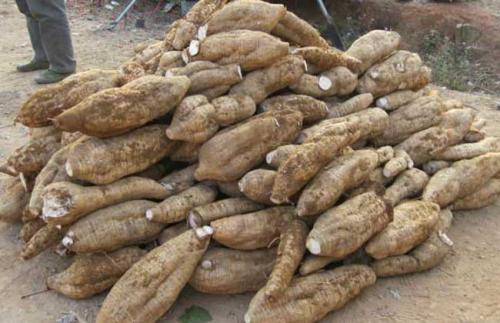 野生干葛根怎么切成片,野生葛根晒干的视频