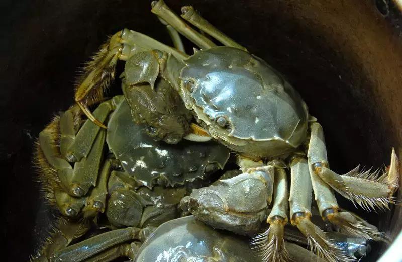 河蟹怎么挑选,河蟹怎么挑选上等