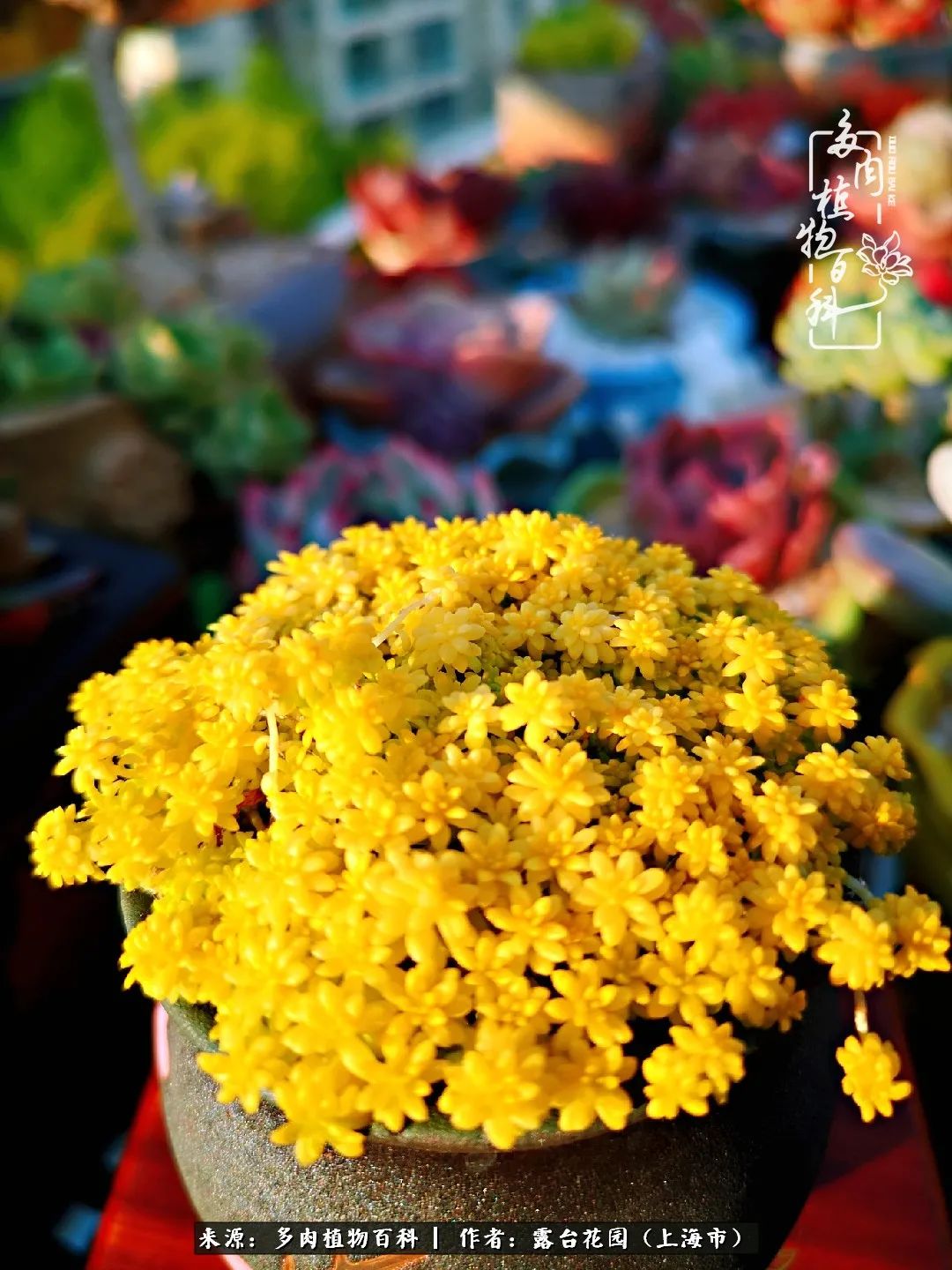 这6种多肉又粉又可爱萌翻少女心,粉粉萌萌的多肉有哪些