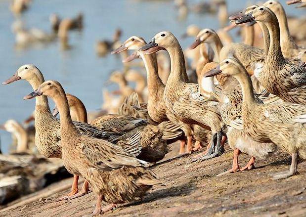 养鸭人必读，鸭传染性浆膜炎的症状及防治
