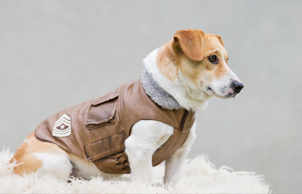 狗狗冬天到底需不需要穿衣服,狗狗怕冷吗狗狗怕冷的表现有哪些