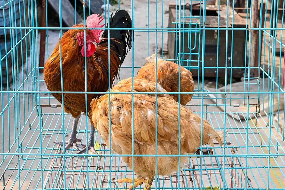 满满的烟火气逛大集真好玩,最值得逛的大集