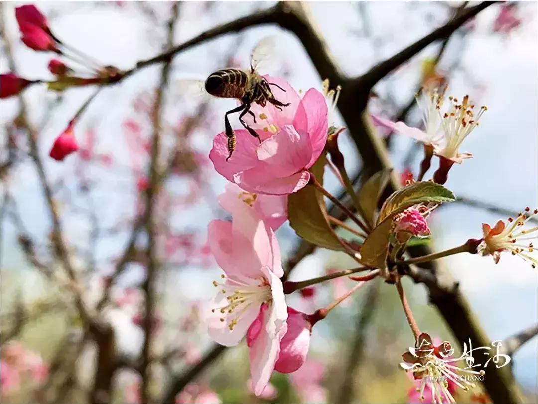 西昌春天一定不能错过的美景,不来黄山你永远不知道有多美