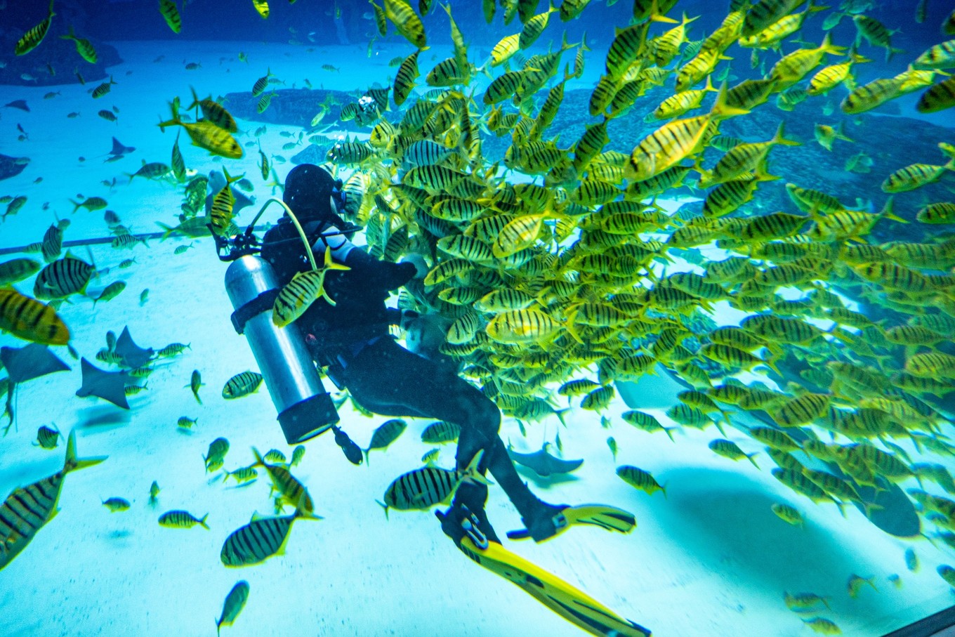 三亚学潜水机构推荐,三亚学潜水哪个最专业