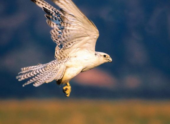 狮虎兽和北极熊体型对比,狮虎熊的力气到底有多大