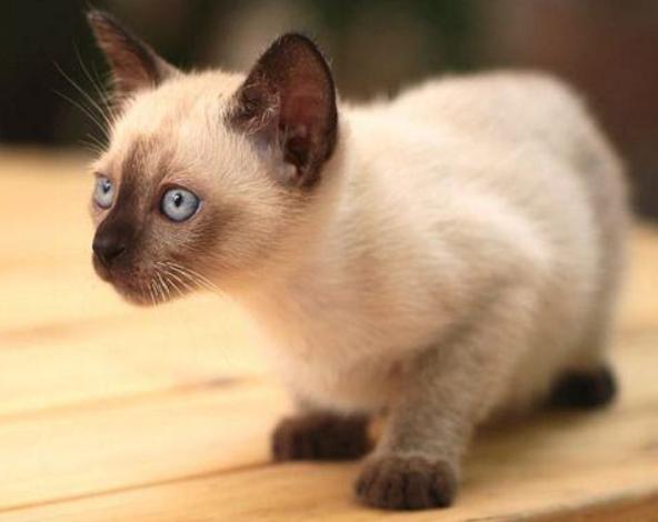 母猫更粘人还是暹罗猫更粘人,十大最干净最好养的猫暹罗猫