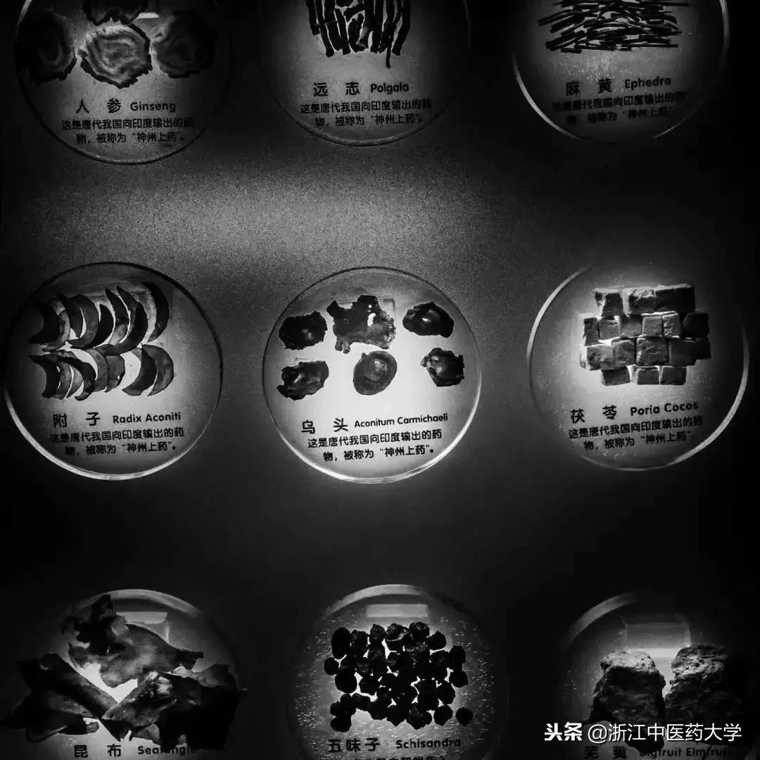 用镜头诉说中医药之美