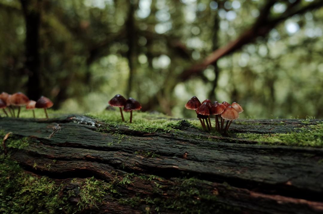 吃毒菇、睡蛇窝,只为挖一堆草,这个重庆博士要做当代神农