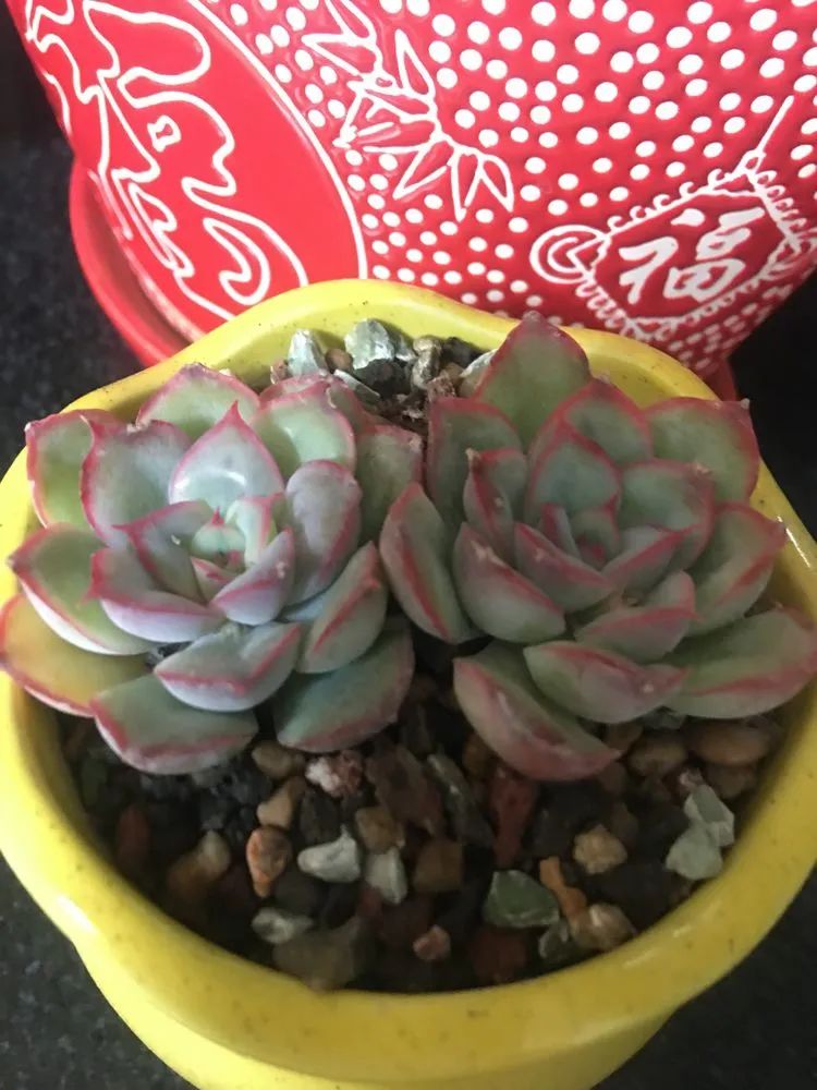 2021牛转乾坤砥砺前行,2021年牛转乾坤时来运转