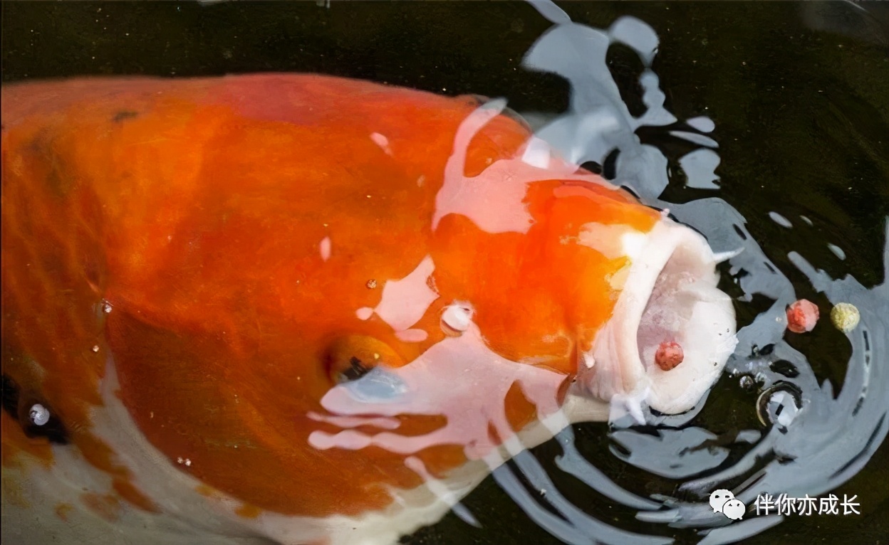 喂奶姿势和衔乳姿势的注意点