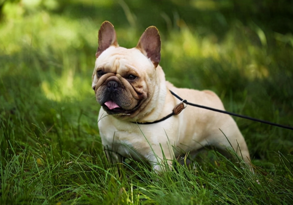 家里狗狗比较多便便怎么处理,狗狗腹泻呕吐怎么办最有效的方法