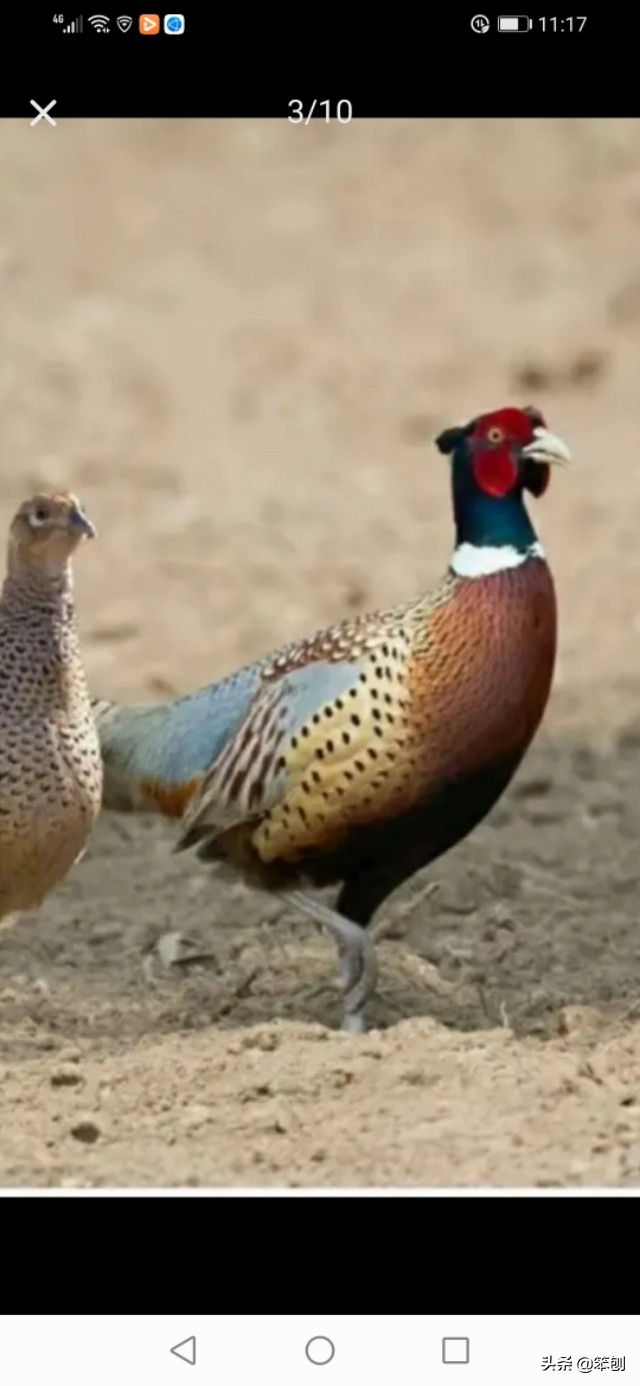 七彩山鸡成本利润大吗,七彩山鸡的价值