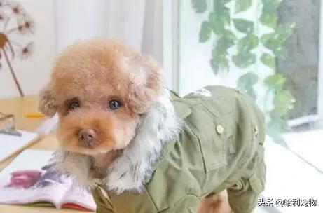 泰迪幼犬有泪痕怎么解决,泰迪幼犬泪痕严重怎么办图片