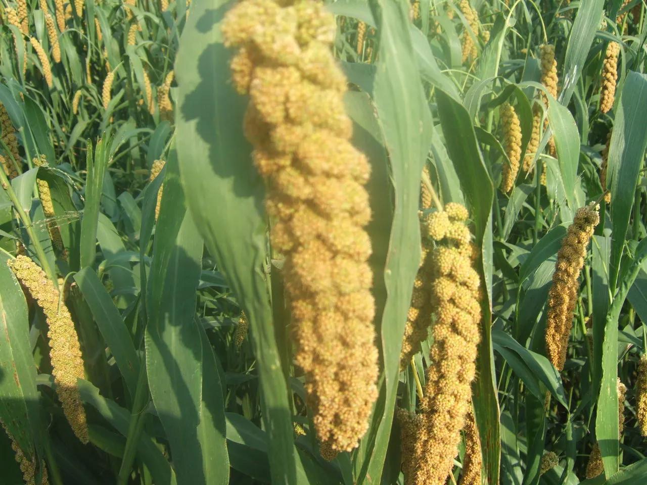 读史三字经,读史明事三字经全文